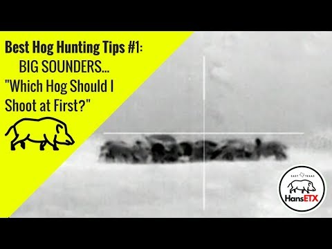 Armasight Flir Predator 336 | 3 Hogs Taking Dirt Naps