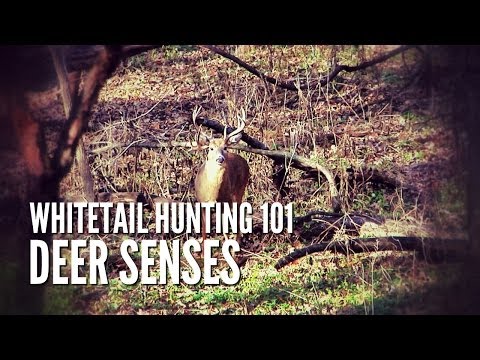 Whitetail Hunting Tips 101: Deer Senses