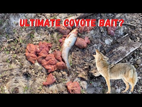 Chicken Livers?! Bears and Coyotes LOVE it!!