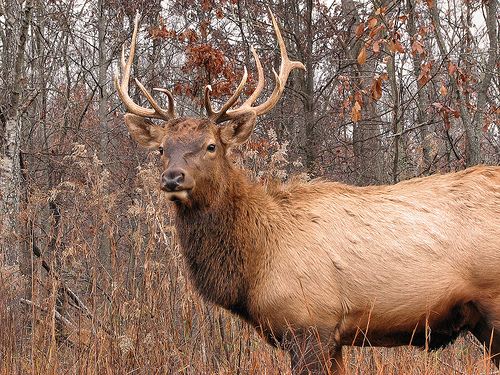 best elk hunting boots, best boots for elk hunting
