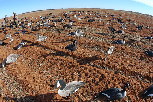 best goose decoys on the market, best goose decoys for the money
