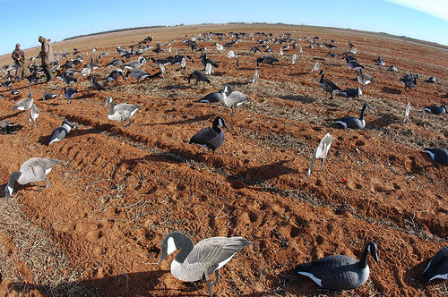 best goose decoys on the market, best goose decoys for the money