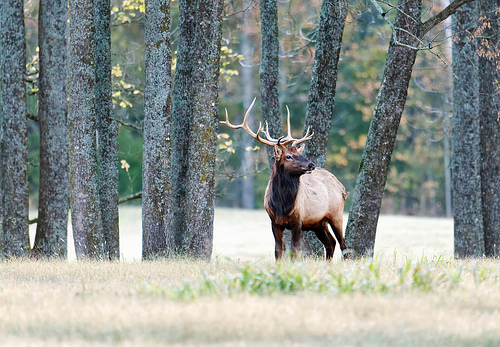 best elk calls on the market, best elk bugle