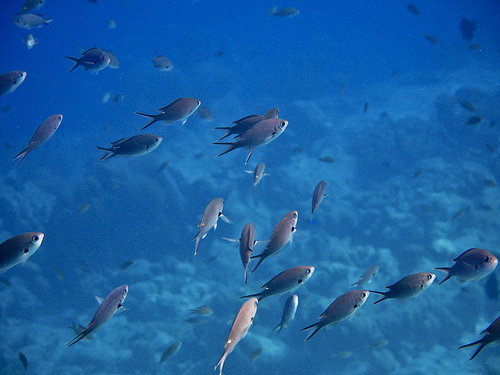 thigh knife holster, thigh knife sheath