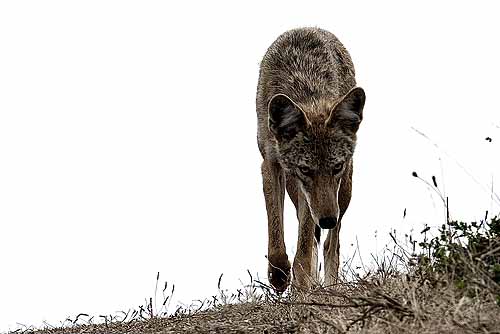 best coyote bait, best coyote lure, coyote trapping bait, coyote hunting bait