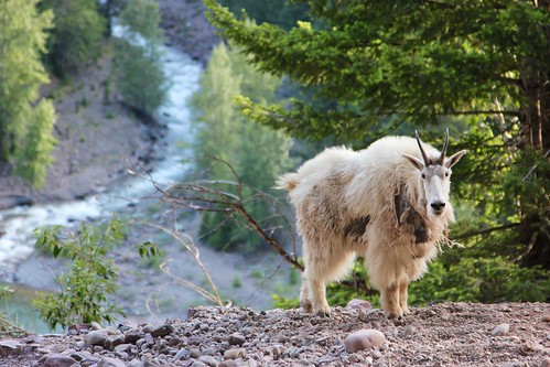 best boots for mountain goat hunting, mountain goat boots