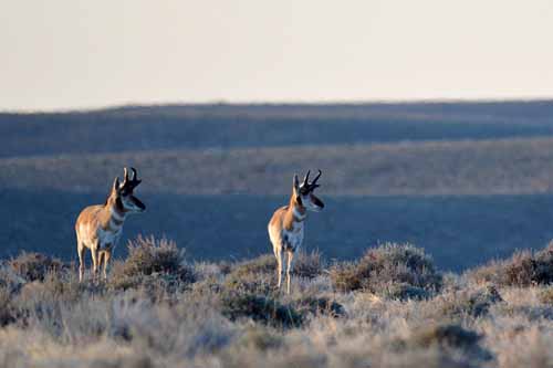 best camo pattern for wyoming antelope hunting, best camo for antelope hunting, antelope hunting camo, camo for antelope hunting