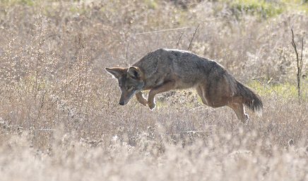 best way to hunt coyotes over bait